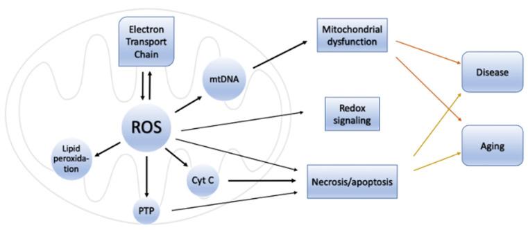 https://cdn.ncbi.nlm.nih.gov/pmc/blobs/d16a/9952099/000f919036ea/antioxidants-12-00517-g001.jpg