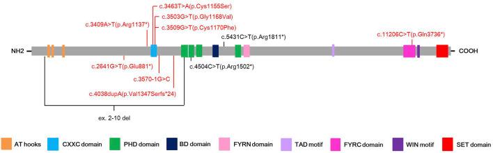 https://cdn.ncbi.nlm.nih.gov/pmc/blobs/d16b/10070943/6748b2ffce66/fgene-14-1085210-g001.jpg
