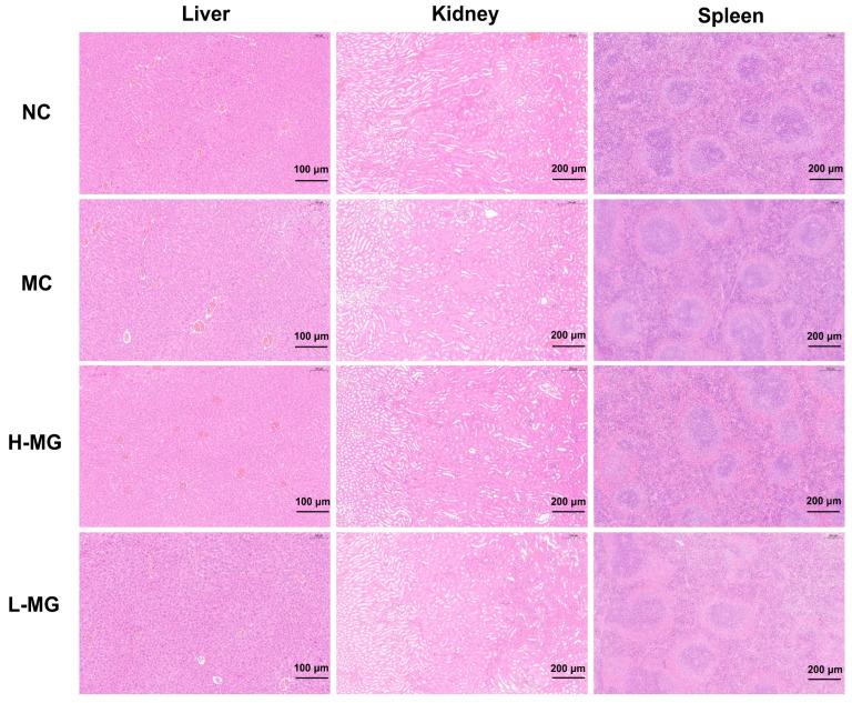 https://cdn.ncbi.nlm.nih.gov/pmc/blobs/d16d/11763201/2ba06386ebbc/antioxidants-14-00030-g003.jpg