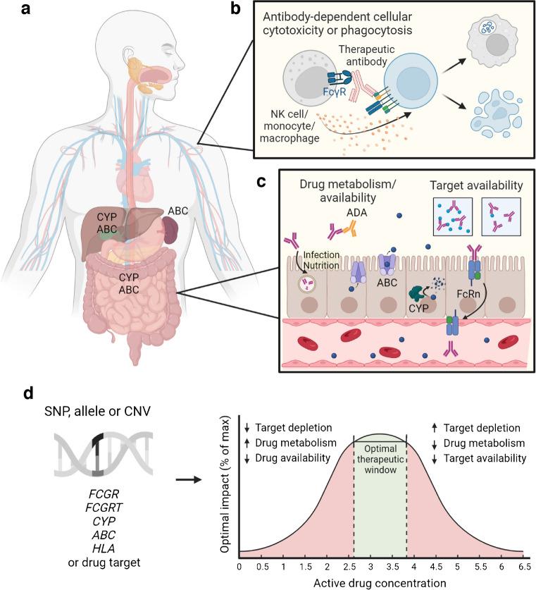 https://cdn.ncbi.nlm.nih.gov/pmc/blobs/d16d/11832708/65767eb4d6e0/125_2024_6339_Fig3_HTML.jpg
