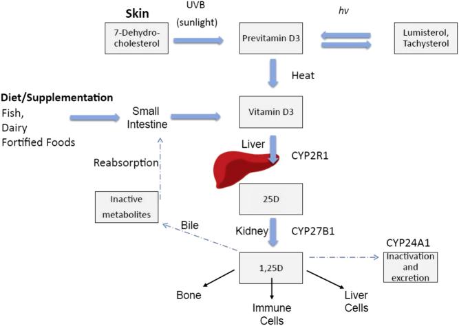 https://cdn.ncbi.nlm.nih.gov/pmc/blobs/d16f/6365669/6cbe41e4d556/EC-18-0432fig1.jpg