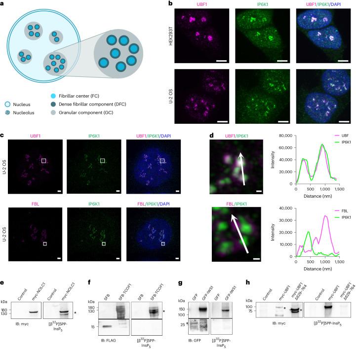 https://cdn.ncbi.nlm.nih.gov/pmc/blobs/d170/11427299/0011ac7ef125/41589_2024_1613_Fig4_HTML.jpg