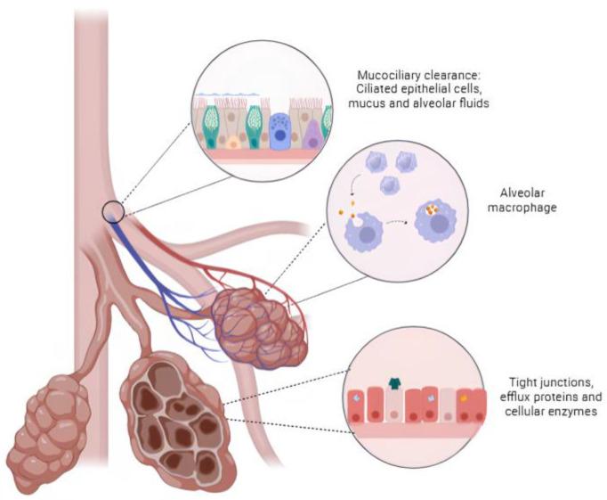 https://cdn.ncbi.nlm.nih.gov/pmc/blobs/d173/11359377/5d5771b2f6bb/pharmaceutics-16-00969-g002.jpg