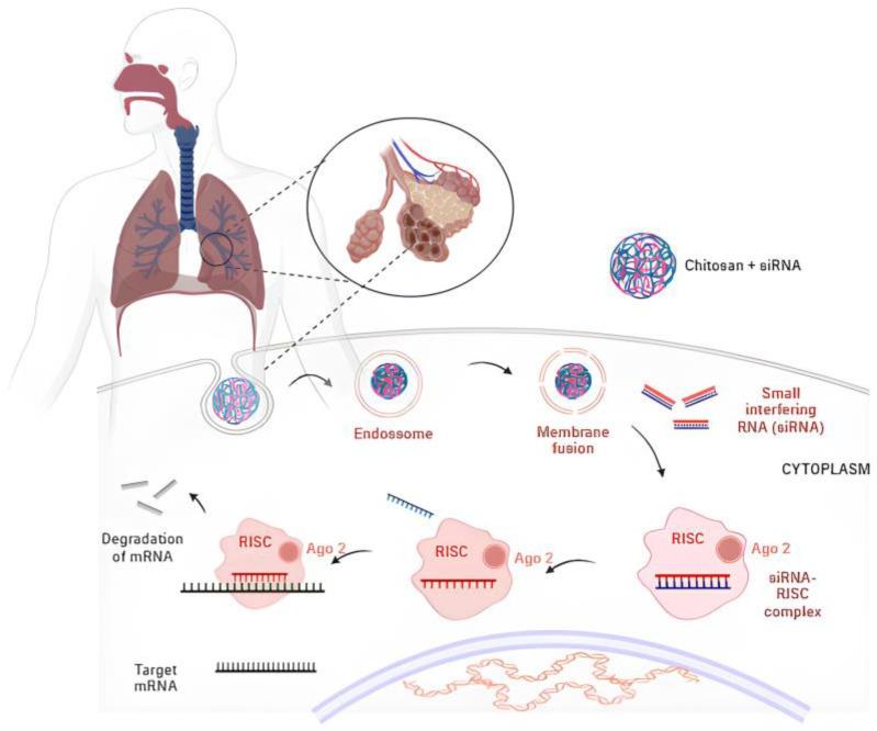 https://cdn.ncbi.nlm.nih.gov/pmc/blobs/d173/11359377/a126561911ee/pharmaceutics-16-00969-g005.jpg