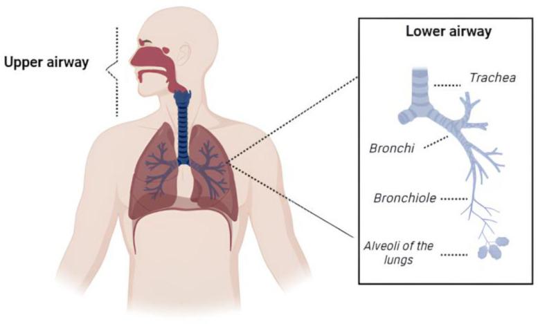 https://cdn.ncbi.nlm.nih.gov/pmc/blobs/d173/11359377/cec64089bcf2/pharmaceutics-16-00969-g001.jpg