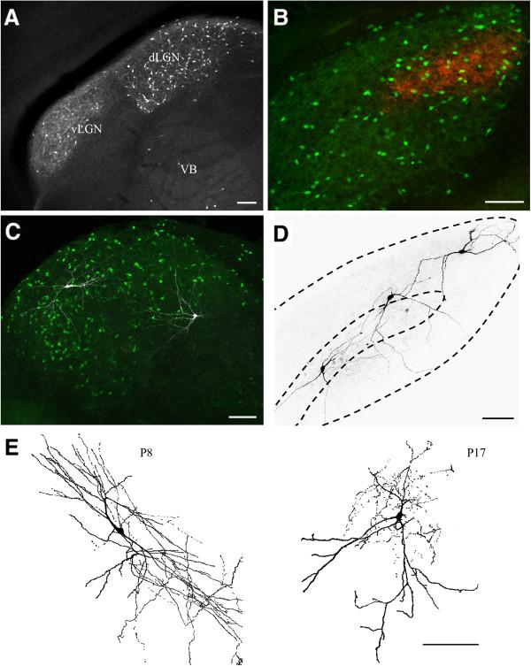 https://cdn.ncbi.nlm.nih.gov/pmc/blobs/d174/3878090/526ecf1f97cc/1749-8104-8-24-1.jpg