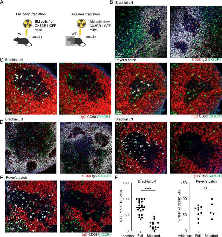 https://cdn.ncbi.nlm.nih.gov/pmc/blobs/d17a/9900388/2feb9101c397/JEM_20222173_Fig3.jpg