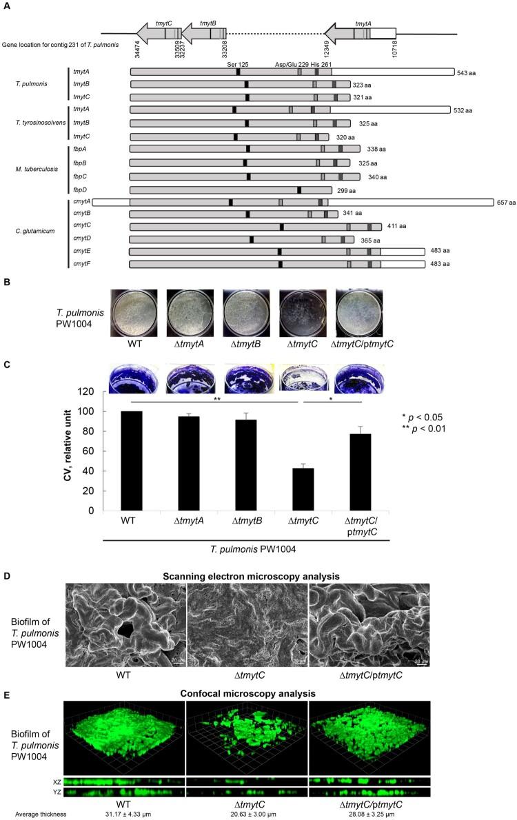 https://cdn.ncbi.nlm.nih.gov/pmc/blobs/d17b/11229725/dd4c53d133f8/TEMI_A_2373317_F0003_OC.jpg