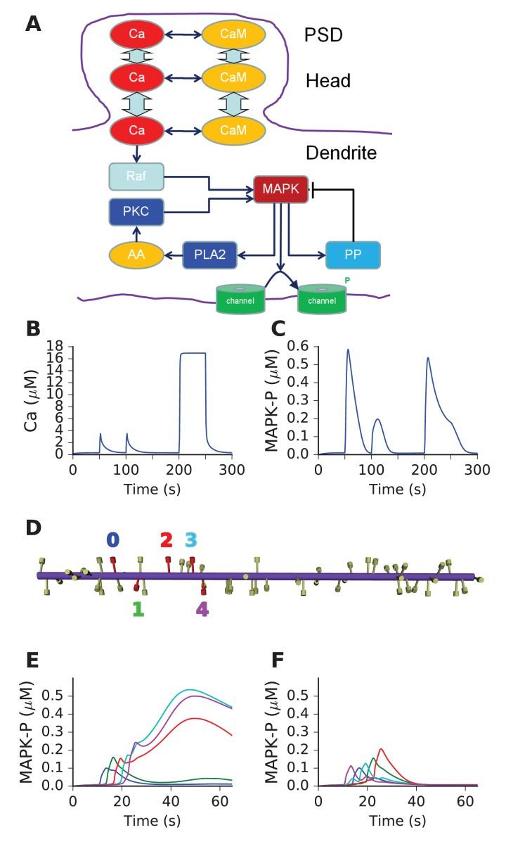 https://cdn.ncbi.nlm.nih.gov/pmc/blobs/d17d/5426902/4151faab3548/elife-25827-fig5.jpg