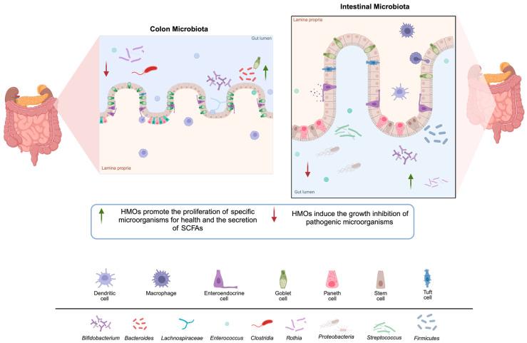 https://cdn.ncbi.nlm.nih.gov/pmc/blobs/d186/11723173/0a7addada092/nutrients-17-00118-g005.jpg