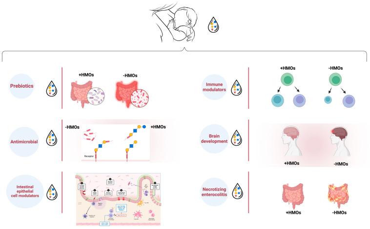 https://cdn.ncbi.nlm.nih.gov/pmc/blobs/d186/11723173/e29cfe271c22/nutrients-17-00118-g004.jpg