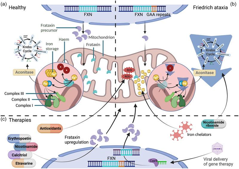 https://cdn.ncbi.nlm.nih.gov/pmc/blobs/d187/10988723/222b8bc57bb0/EPH-109-175-g001.jpg