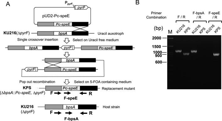 https://cdn.ncbi.nlm.nih.gov/pmc/blobs/d18a/12175538/84d3b12d242b/aem.00326-25.f002.jpg