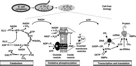 https://cdn.ncbi.nlm.nih.gov/pmc/blobs/d18b/2583083/c0917bfca1e4/msb200857-f1.jpg