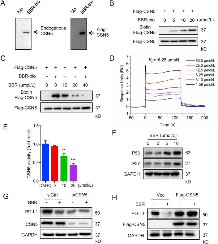 https://cdn.ncbi.nlm.nih.gov/pmc/blobs/d18c/7745128/97d653b503c7/gr6.jpg