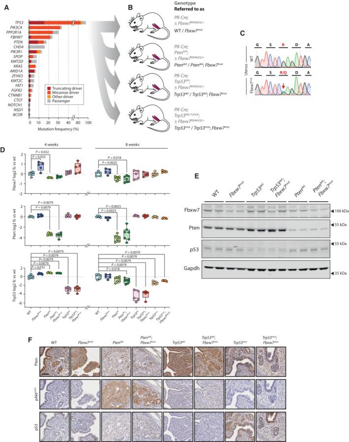 https://cdn.ncbi.nlm.nih.gov/pmc/blobs/d18e/10565641/64fda41e6128/EMMM-15-e17094-g004.jpg