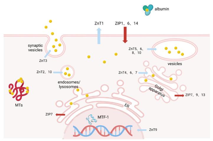 https://cdn.ncbi.nlm.nih.gov/pmc/blobs/d192/9599385/dd77b267a447/biomolecules-12-01358-g001.jpg