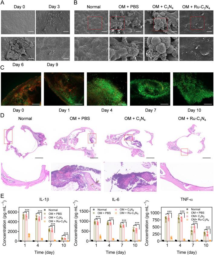 https://cdn.ncbi.nlm.nih.gov/pmc/blobs/d193/11387182/1a1d248b2afb/fchem-12-1439039-g005.jpg