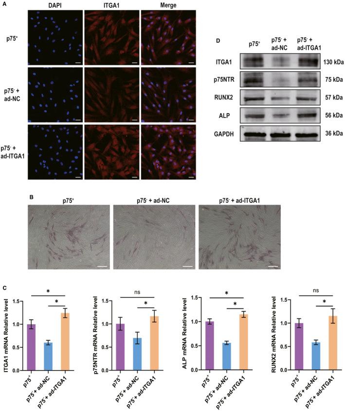 https://cdn.ncbi.nlm.nih.gov/pmc/blobs/d195/7339167/0018821e3bfd/JCMM-24-7563-g007.jpg