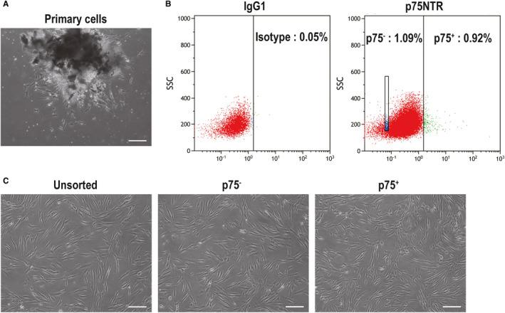 https://cdn.ncbi.nlm.nih.gov/pmc/blobs/d195/7339167/6ae8db2200cb/JCMM-24-7563-g001.jpg
