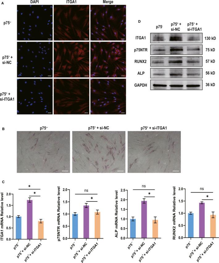 https://cdn.ncbi.nlm.nih.gov/pmc/blobs/d195/7339167/886929f5bf77/JCMM-24-7563-g006.jpg