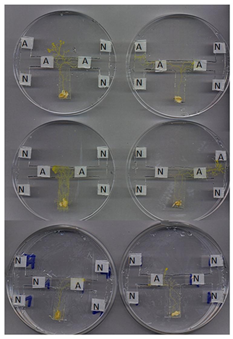 https://cdn.ncbi.nlm.nih.gov/pmc/blobs/d198/4201598/3d0a107b8f8a/cib-7-e28543-g4.jpg