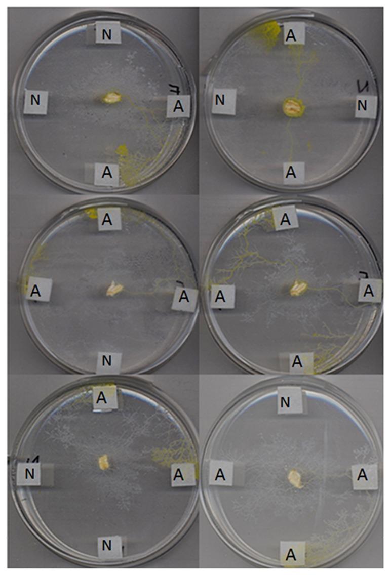 https://cdn.ncbi.nlm.nih.gov/pmc/blobs/d198/4201598/a927508215d2/cib-7-e28543-g5.jpg
