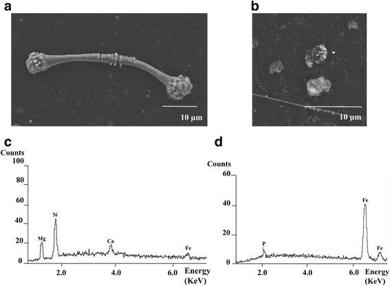 https://cdn.ncbi.nlm.nih.gov/pmc/blobs/d19c/5401470/4e6351142e00/12890_2017_415_Fig1_HTML.jpg