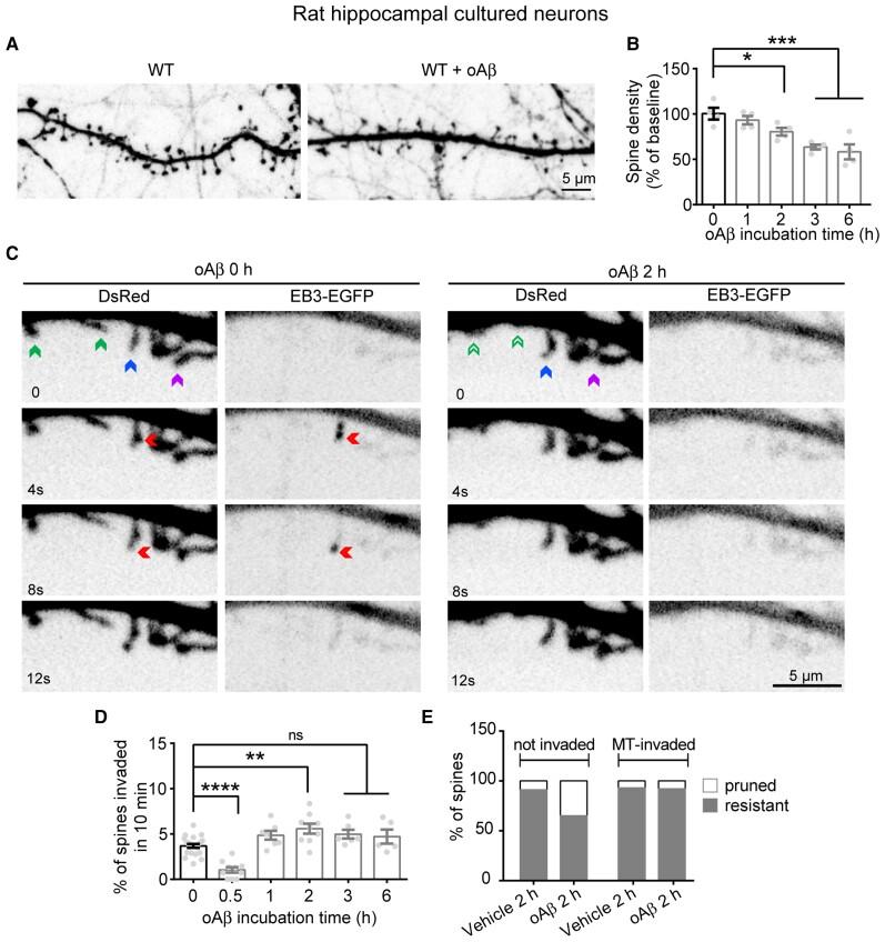 https://cdn.ncbi.nlm.nih.gov/pmc/blobs/d1a1/9337816/6be53e0540fe/awab436f5.jpg