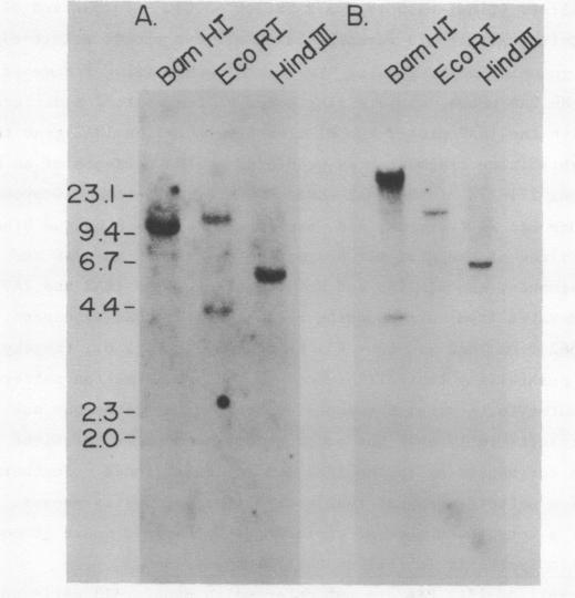 https://cdn.ncbi.nlm.nih.gov/pmc/blobs/d1a2/306131/22cd4fa6f3fd/nar00260-0374-a.jpg