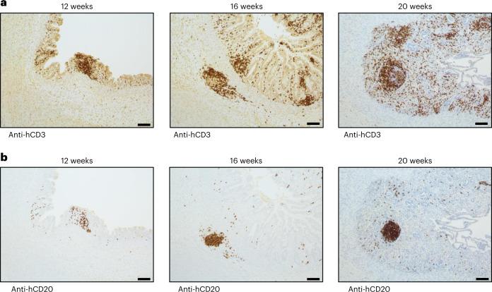 https://cdn.ncbi.nlm.nih.gov/pmc/blobs/d1a7/10264243/6867e56bb934/41587_2022_1558_Fig3_HTML.jpg
