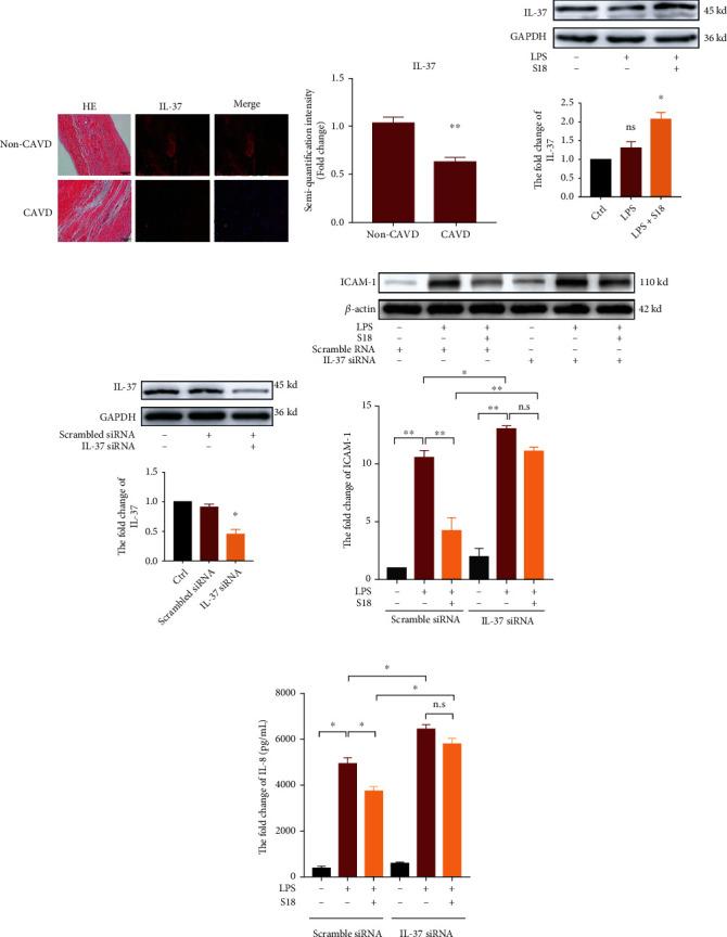 https://cdn.ncbi.nlm.nih.gov/pmc/blobs/d1a8/9402299/26eaf97c84a4/OMCL2022-6776050.005.jpg