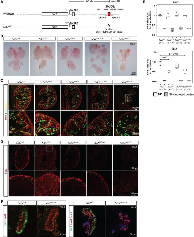 https://cdn.ncbi.nlm.nih.gov/pmc/blobs/d1aa/5805373/631420c47eb7/pgen.1007181.g004.jpg