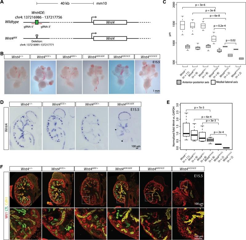 https://cdn.ncbi.nlm.nih.gov/pmc/blobs/d1aa/5805373/ed9f4c8613d4/pgen.1007181.g005.jpg