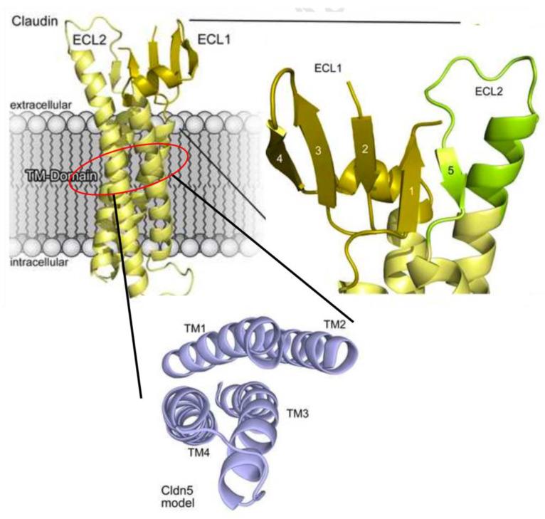 https://cdn.ncbi.nlm.nih.gov/pmc/blobs/d1ae/10381592/044e57c566d1/marinedrugs-21-00406-g002.jpg
