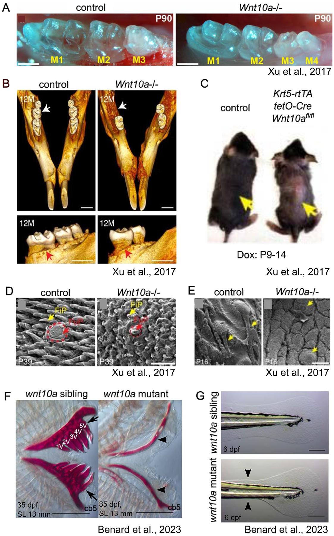 https://cdn.ncbi.nlm.nih.gov/pmc/blobs/d1b4/11968203/34e89e45c3f4/nihms-2069398-f0003.jpg