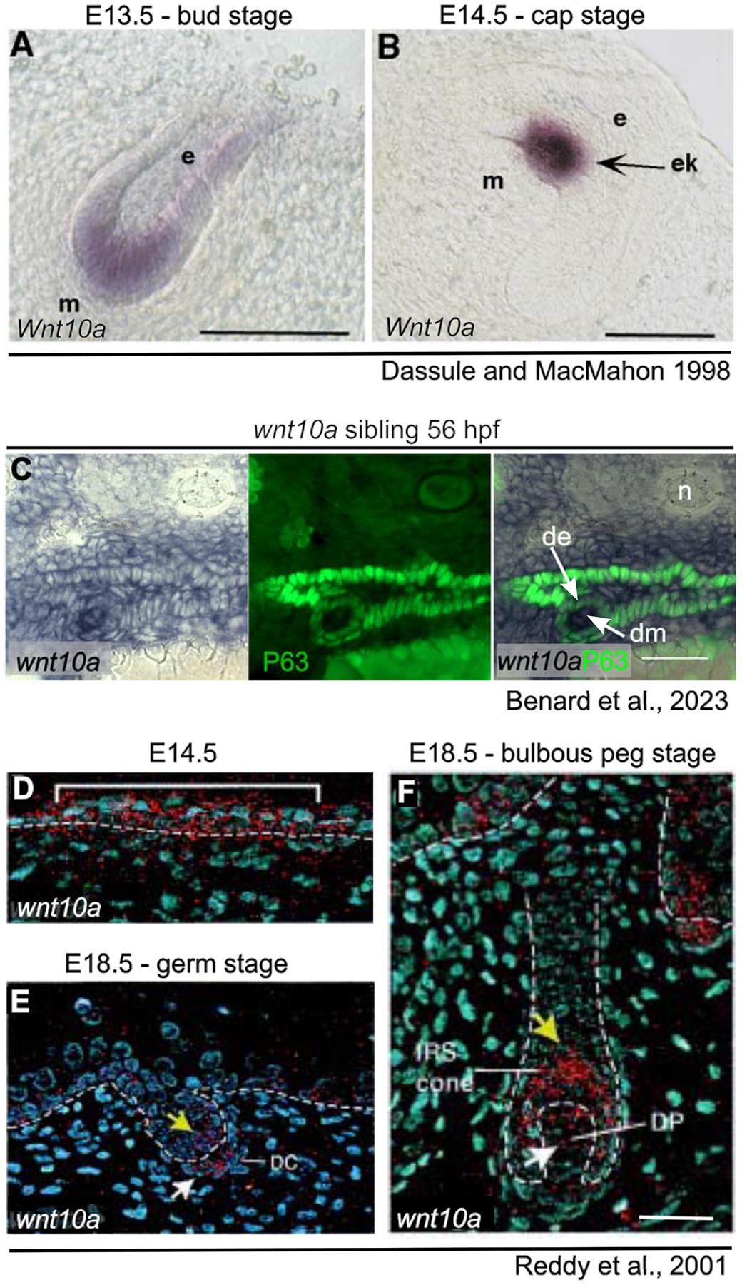 https://cdn.ncbi.nlm.nih.gov/pmc/blobs/d1b4/11968203/dbaa158d7af8/nihms-2069398-f0002.jpg