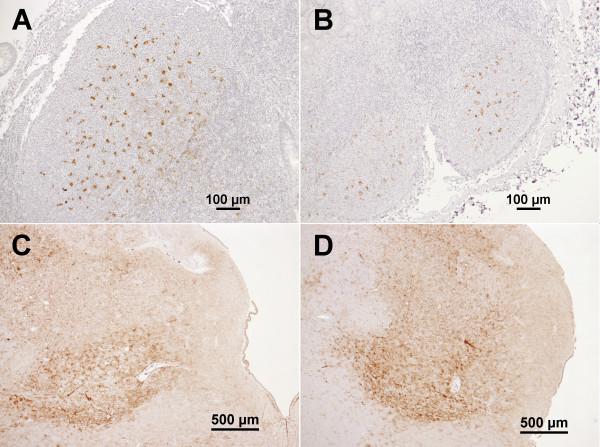 https://cdn.ncbi.nlm.nih.gov/pmc/blobs/d1b8/3750761/28892f00e65c/1746-6148-9-99-2.jpg