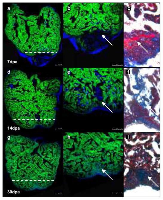 https://cdn.ncbi.nlm.nih.gov/pmc/blobs/d1c6/2846535/4accf51f4981/nihms178186f1.jpg