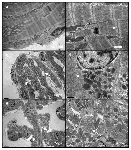 https://cdn.ncbi.nlm.nih.gov/pmc/blobs/d1c6/2846535/8b953c5aee6e/nihms178186f3.jpg