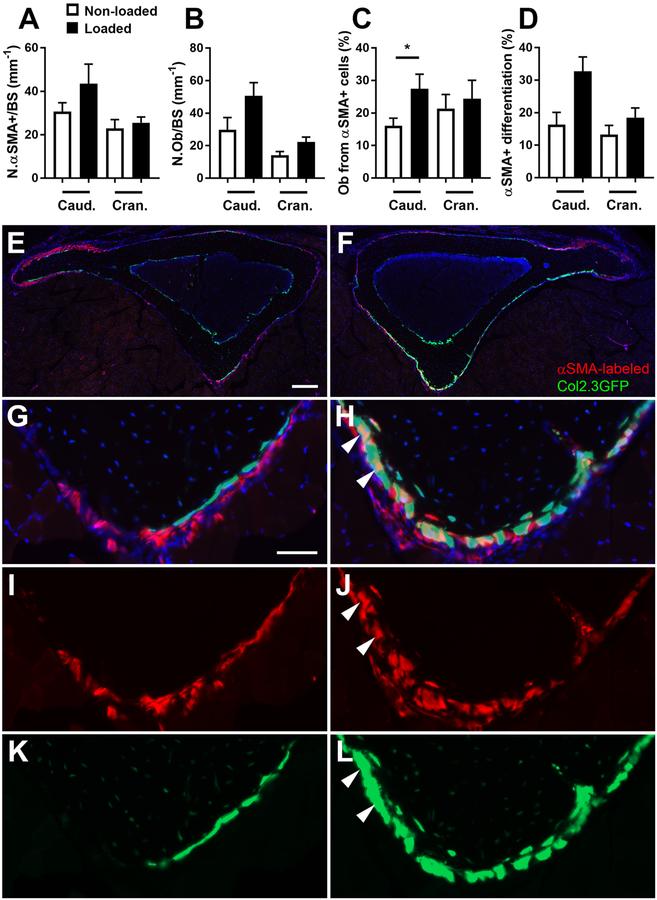 https://cdn.ncbi.nlm.nih.gov/pmc/blobs/d1c7/6995756/ebec72d1159c/nihms-1058905-f0004.jpg