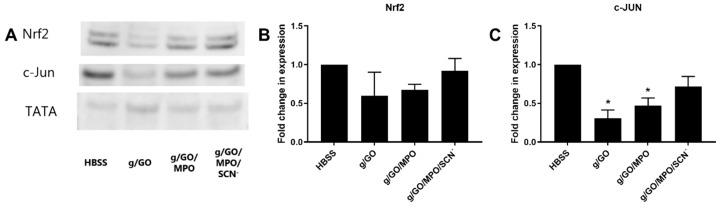 https://cdn.ncbi.nlm.nih.gov/pmc/blobs/d1c8/7764223/584e6170a9b3/antioxidants-09-01255-g004.jpg