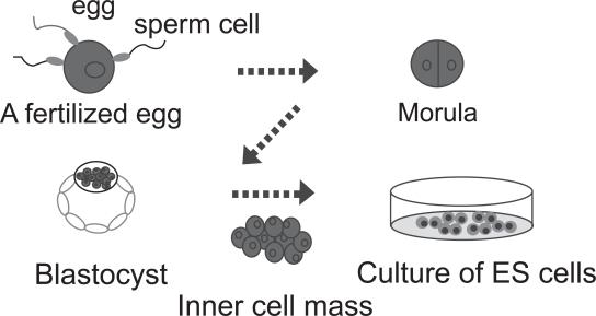 https://cdn.ncbi.nlm.nih.gov/pmc/blobs/d1cb/2704521/4e52fe3ac192/opth-1-373f4.jpg