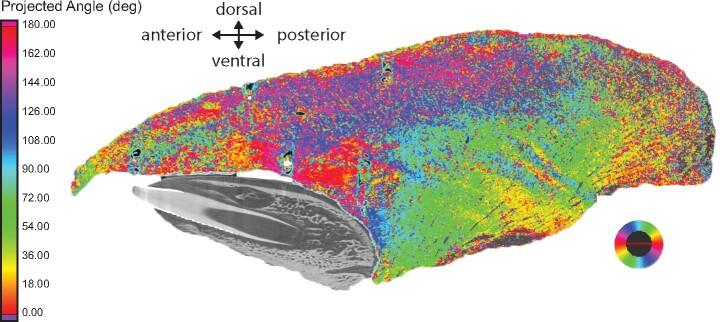 https://cdn.ncbi.nlm.nih.gov/pmc/blobs/d1cc/8601049/d09c750386b2/obab012f8.jpg