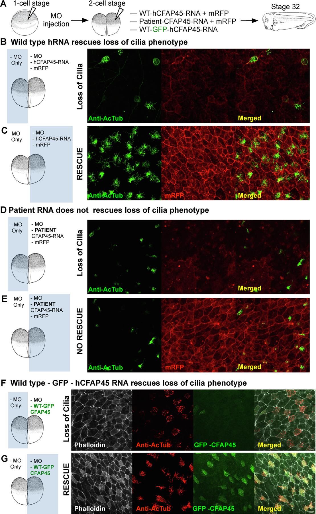 https://cdn.ncbi.nlm.nih.gov/pmc/blobs/d1cd/10373286/7c6637ddfefe/nihms-1904232-f0005.jpg