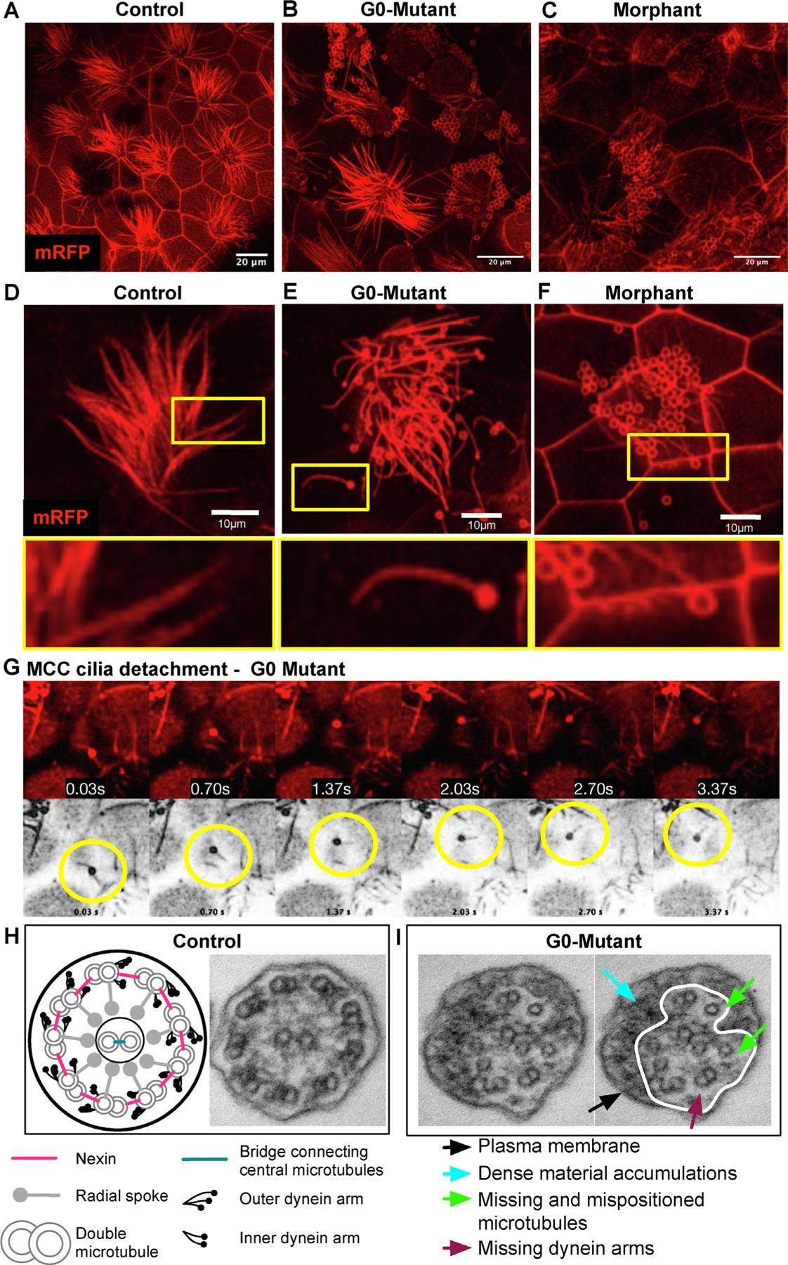 https://cdn.ncbi.nlm.nih.gov/pmc/blobs/d1cd/10373286/f9c045ba9a5f/nihms-1904232-f0004.jpg