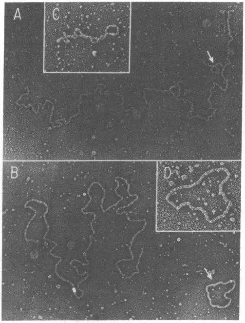 https://cdn.ncbi.nlm.nih.gov/pmc/blobs/d1d5/349570/d62285727e12/pnas00493-0088-a.jpg