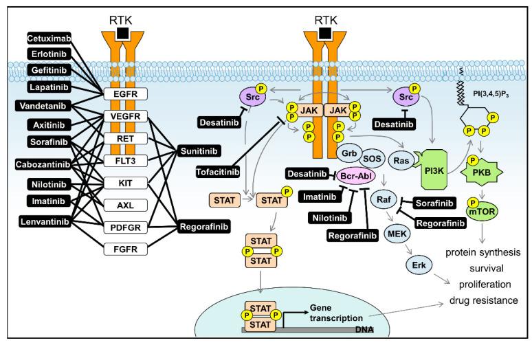 https://cdn.ncbi.nlm.nih.gov/pmc/blobs/d1d6/7961955/47443d59a352/ijms-22-02623-g007.jpg