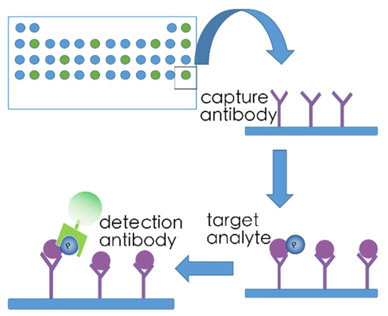 https://cdn.ncbi.nlm.nih.gov/pmc/blobs/d1d6/7961955/fc97ced51717/ijms-22-02623-g003.jpg