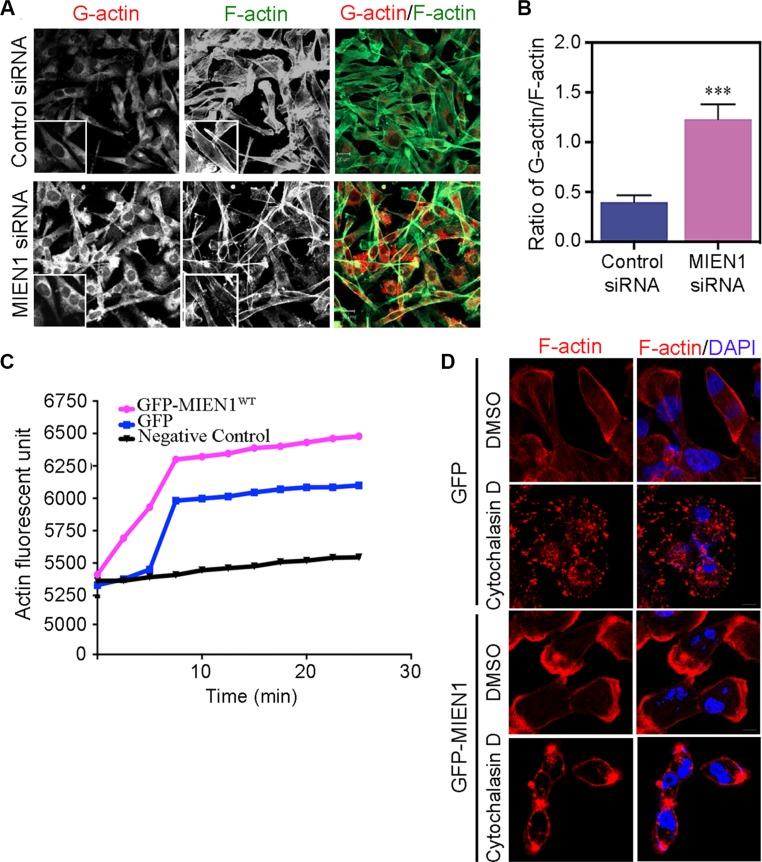 https://cdn.ncbi.nlm.nih.gov/pmc/blobs/d1d7/5342390/c83a70b0b540/oncotarget-07-54913-g004.jpg